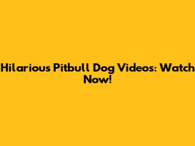 Hilarious Pitbull Dog Videos: Watch Now!